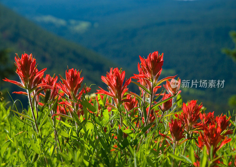 高山野花风景红印第安画笔