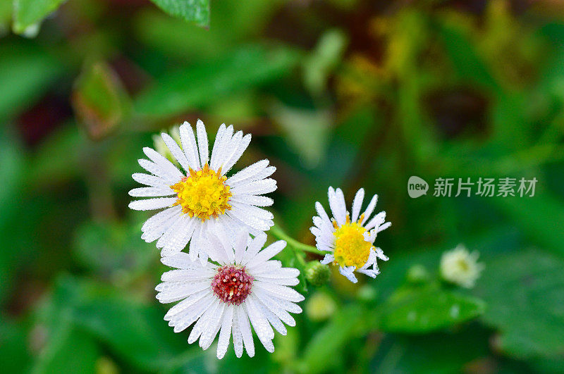 雏菊，白菊花，露中