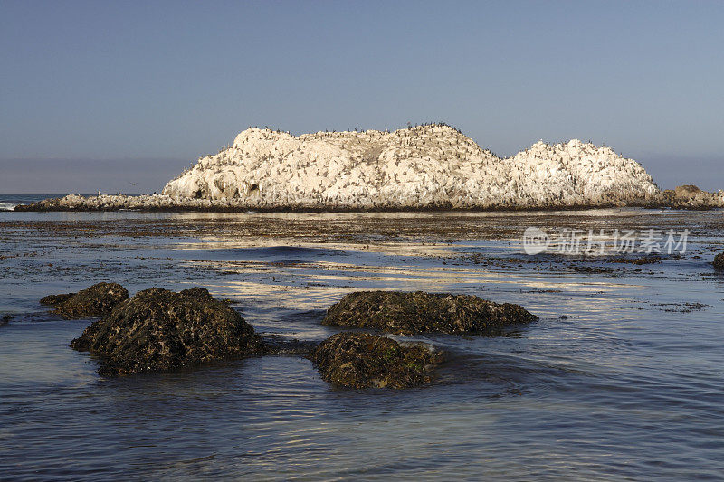 蒙特雷海岸的鸟岩