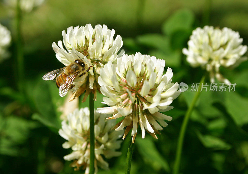 三叶草花上的蜜蜂