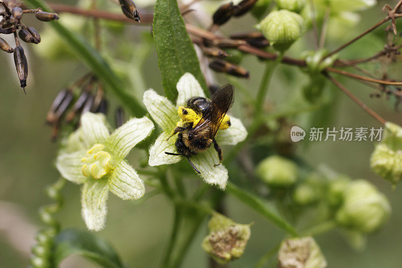 蜜蜂从白色苔藓的花朵中装满花粉筐