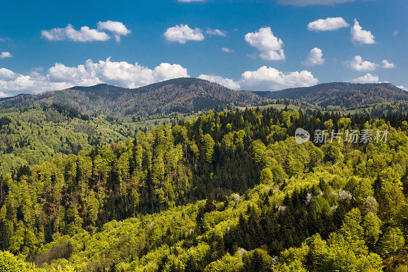 五月的山景。Beskid,波兰。