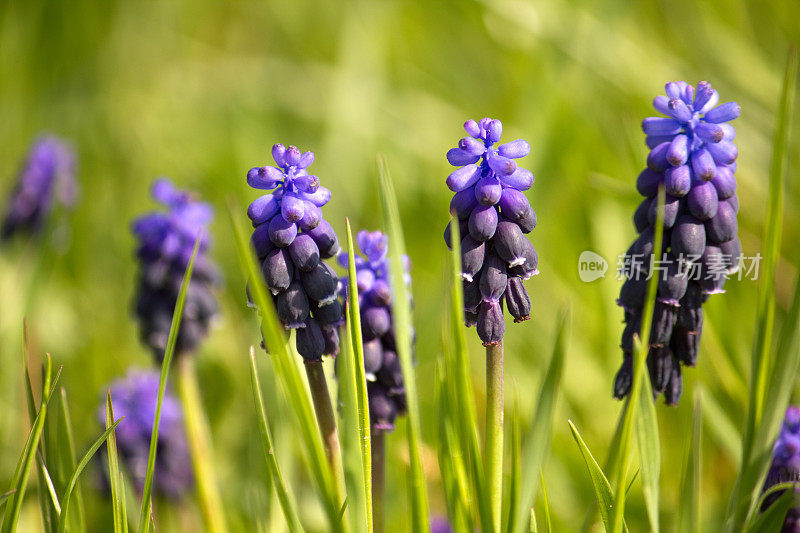 Grape-Hyacinth。