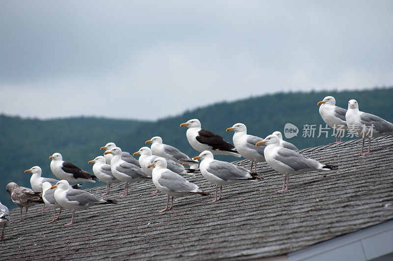 屋顶上的一群海鸥