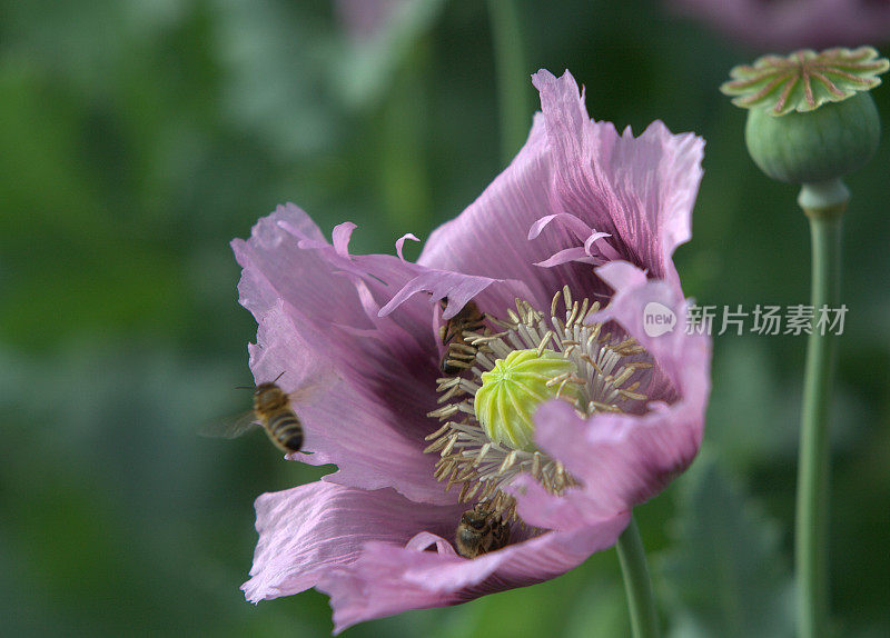 背景柔和的罂粟花