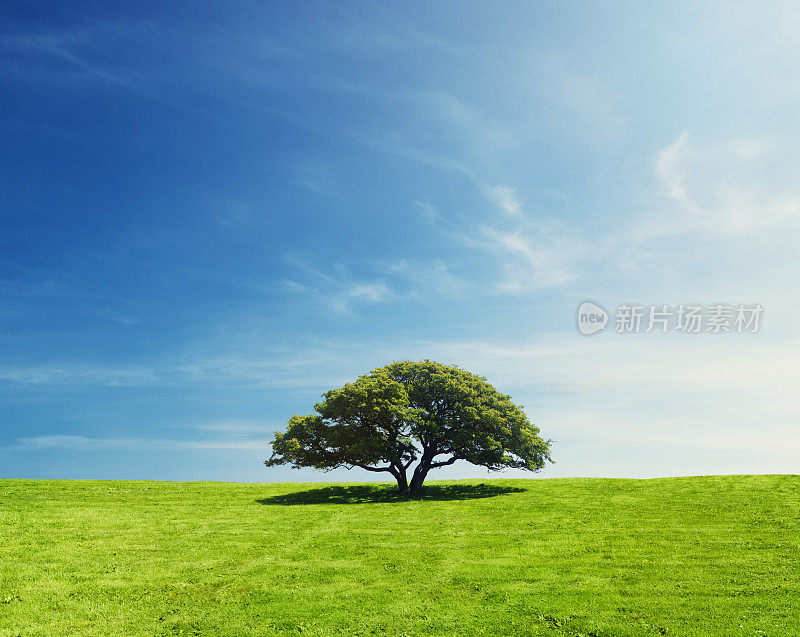 夏天，一棵树孤零零地站在绿色的田野上