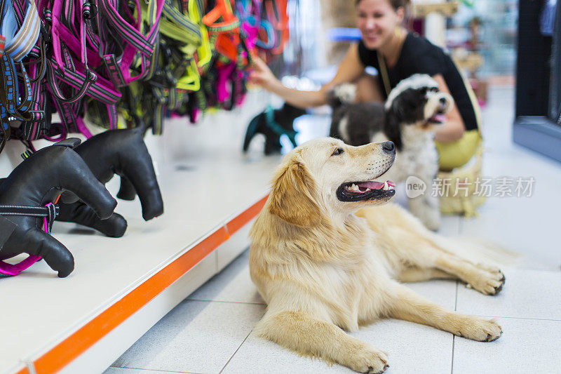 可爱的金毛猎犬和藏獒在宠物店