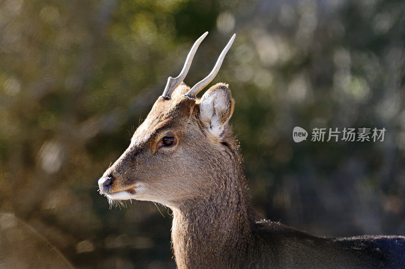 梅花鹿巴克概要