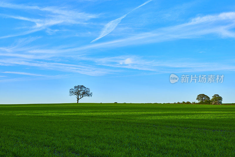 地平线上的树木和绿色的麦田