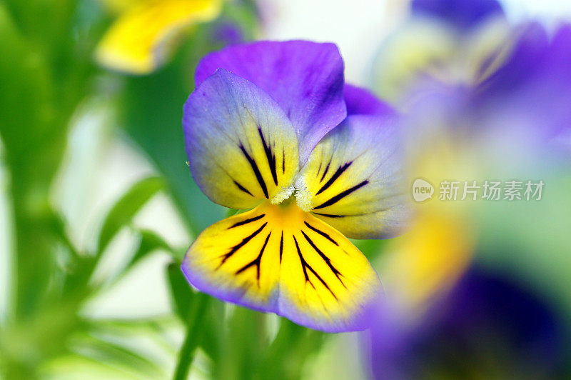 Yellow-purple堇型花