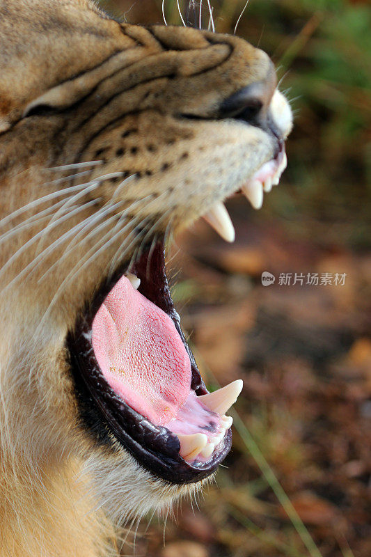赞比亚:露出牙齿的小狮子