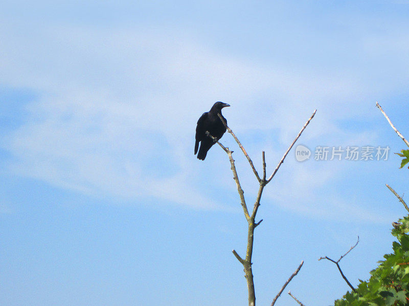 一只黑乌鸦栖息在树枝上