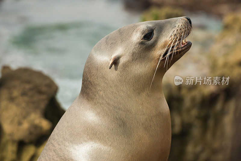 圣地亚哥海狮