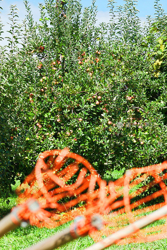苹果树与杆子采摘器