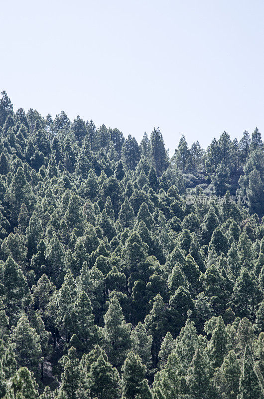 松树森林