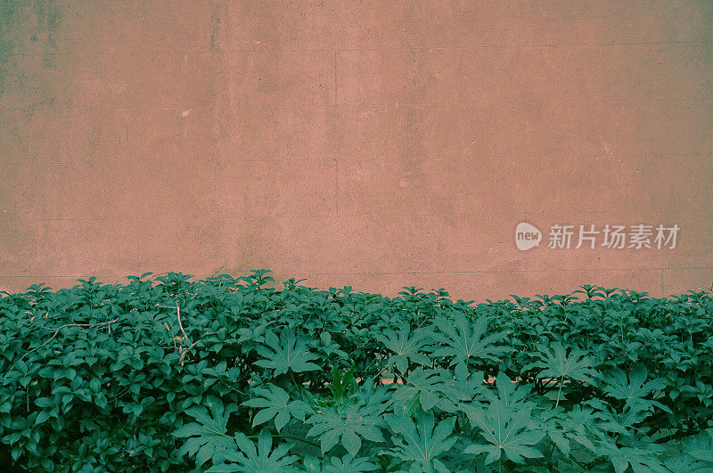 绿叶植物，灰泥立面空白空间建筑背景