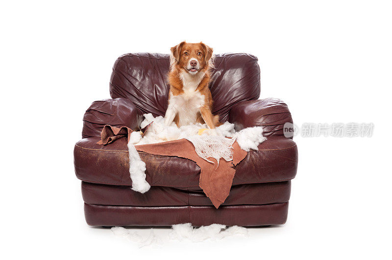 顽皮的新斯科舍寻回犬坐在一个被咀嚼过的椅子上