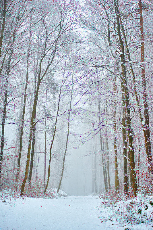 神秘的冬天森林