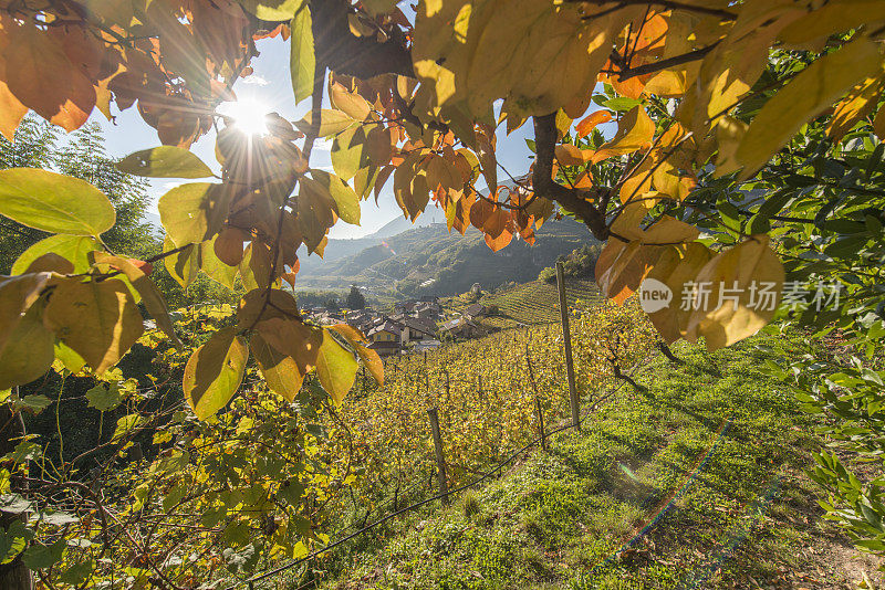 透过黄叶，可以看到西布拉谷的葡萄园。