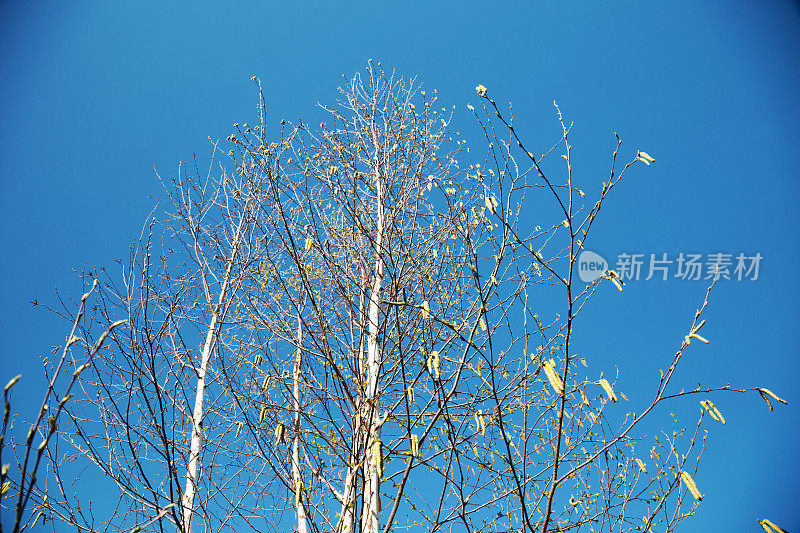 春天的纸桦树与柳絮