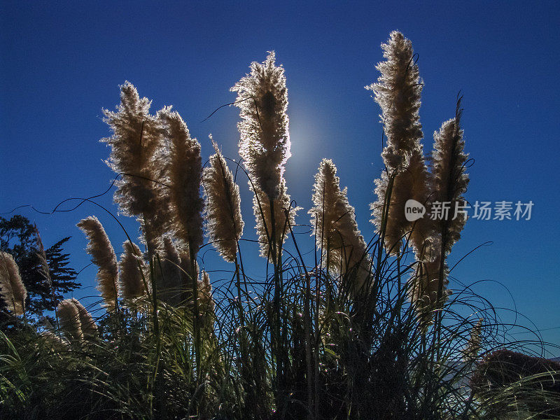 白色的潘帕斯草的剪影