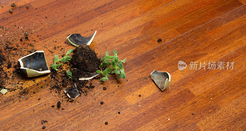 在拼花地板上制动花盆，造成混乱