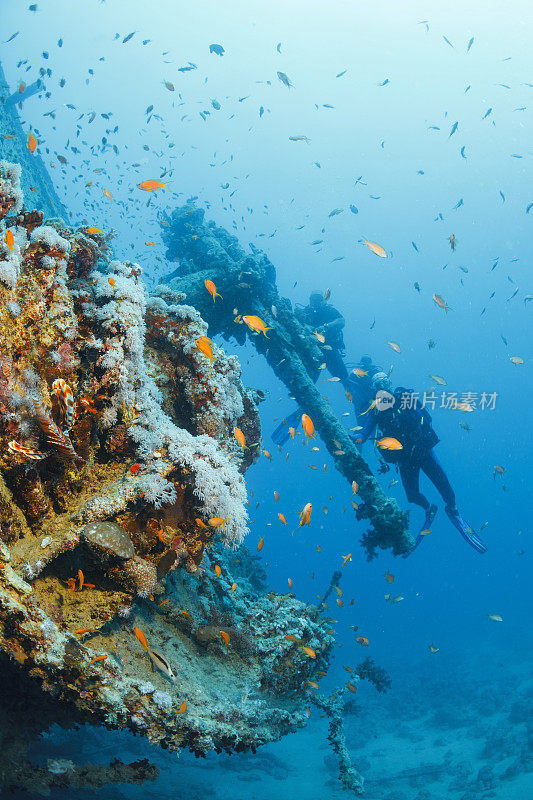 海洋生物珊瑚和狮子鱼鱼沉船潜水SS蓟