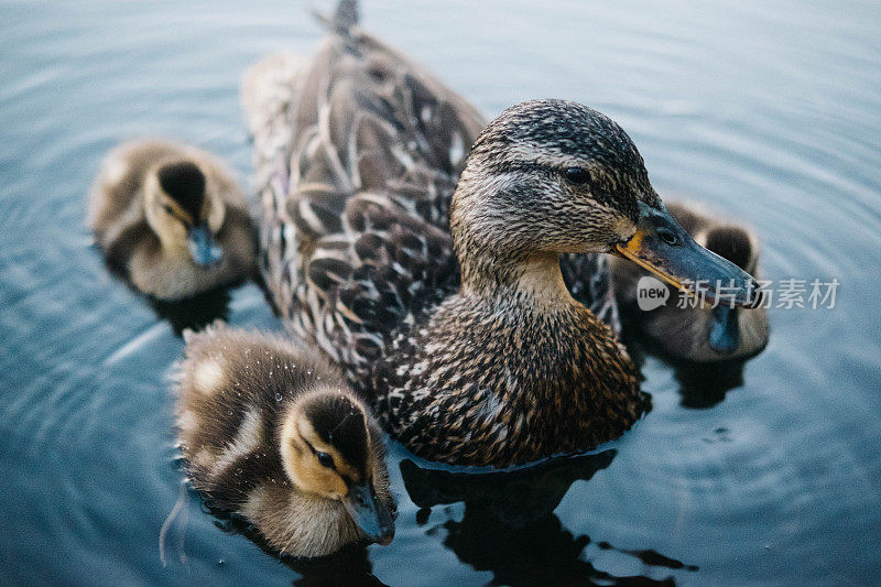 小鸭子和他们的妈妈