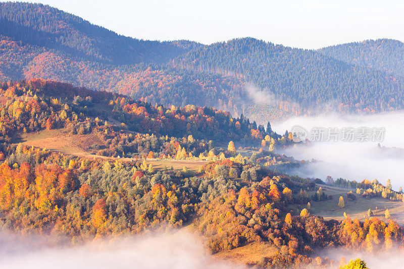 秋色山水带雾于山中。山上有冷杉林。喀尔巴阡山,乌克兰,欧洲