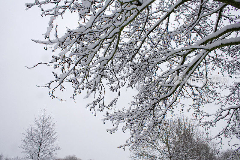 树枝上挂满了雪