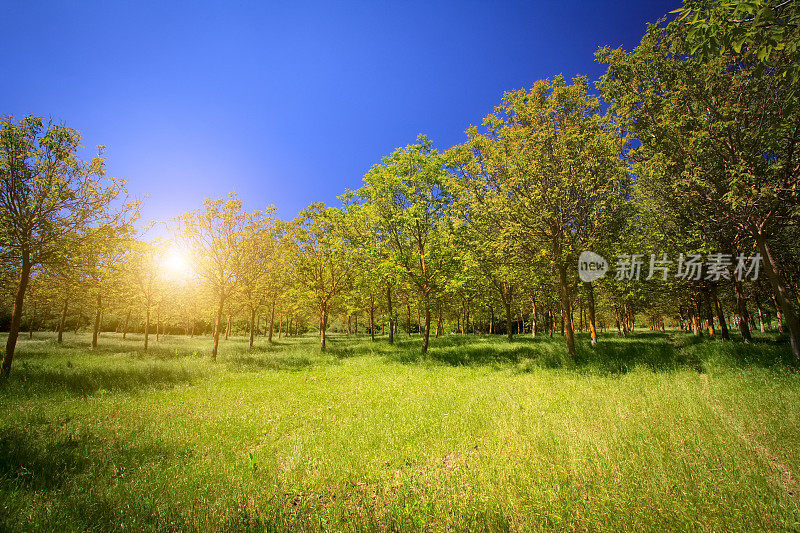 意大利明亮的森林，阳光和树木