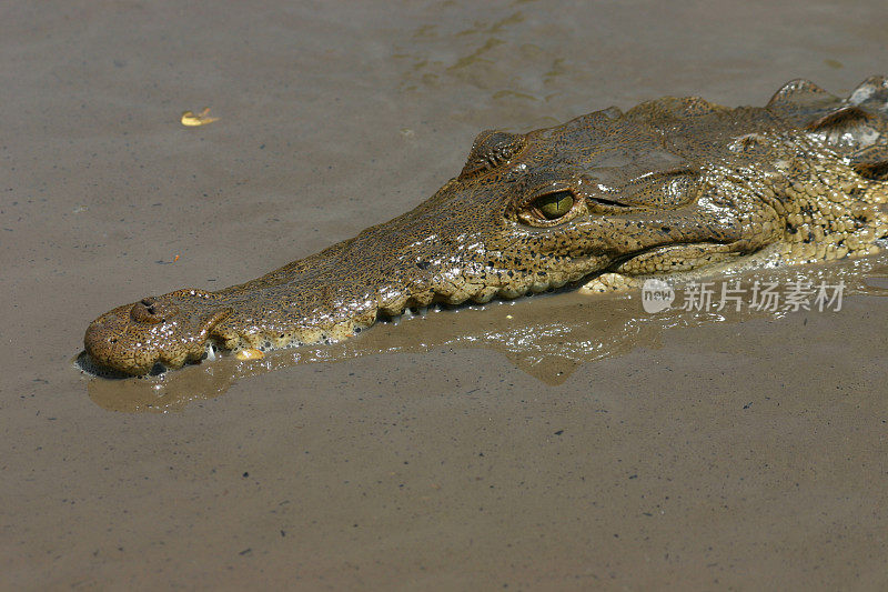 鳄鱼、哥斯达黎加