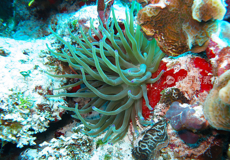 海底深处的海草和海洋生物，加勒比海