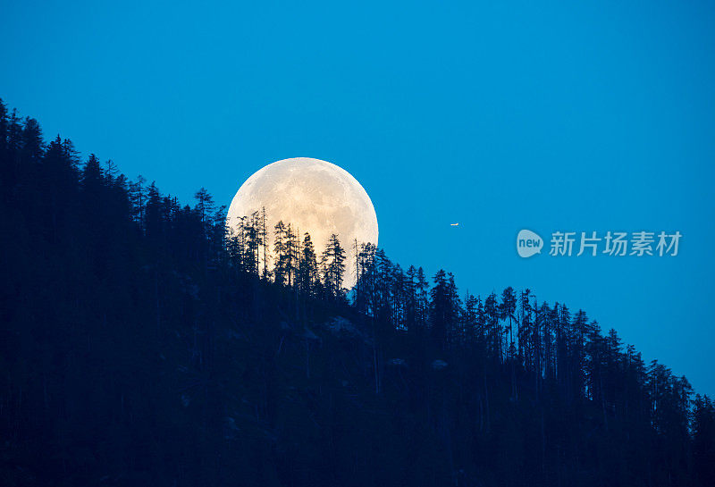 满月透过树林照耀