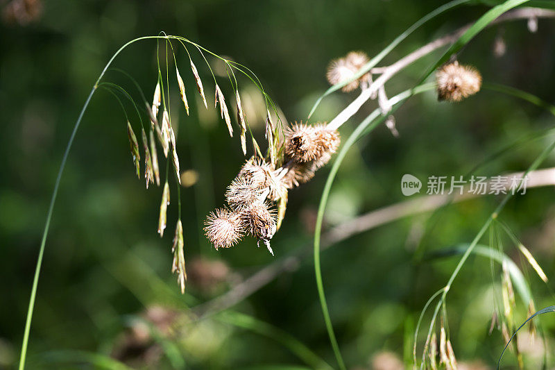 森林里的苍耳草