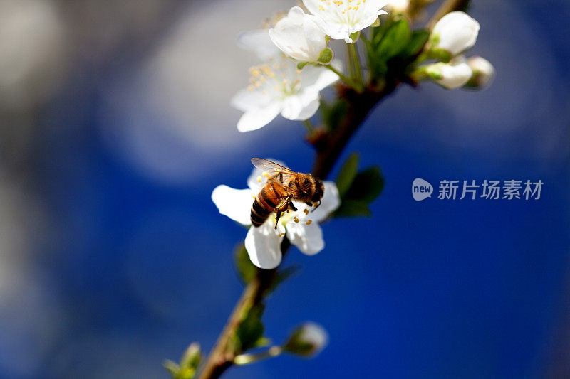 蜜蜂在春天采集花粉