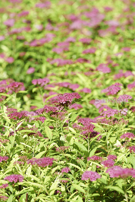 日本Spiraea