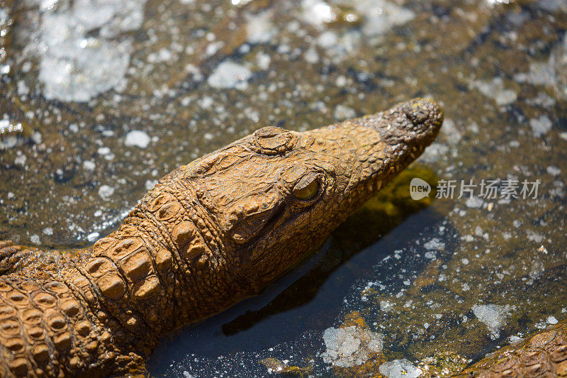 南非:尼罗河鳄鱼