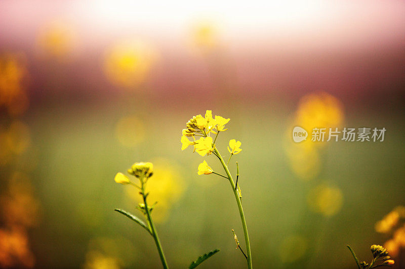 田深浅的芥菜植物