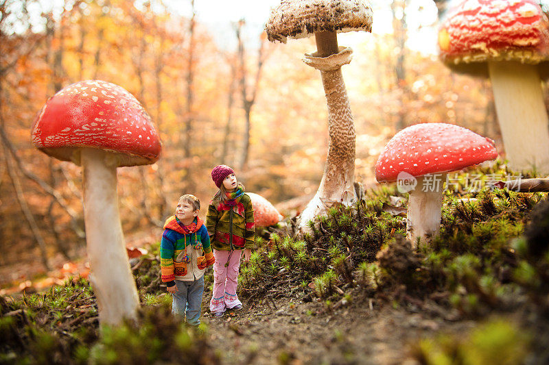 梦见魔法蘑菇森林