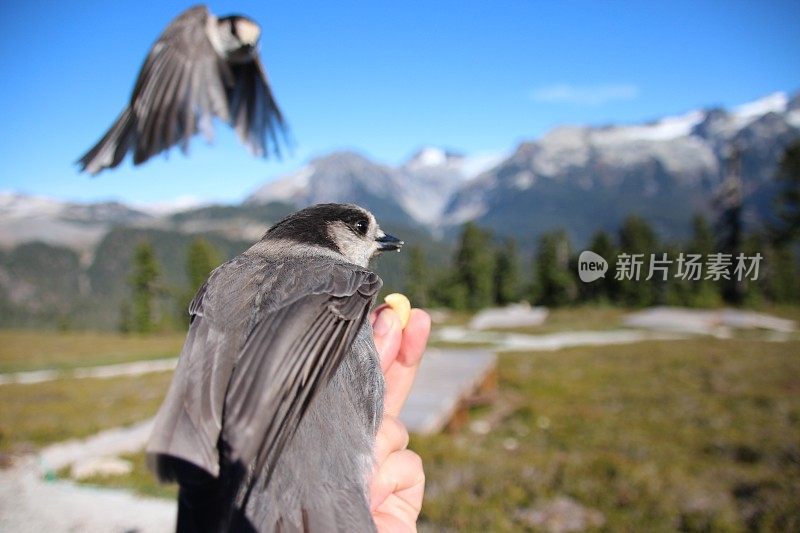 灰鸦降落在人手上