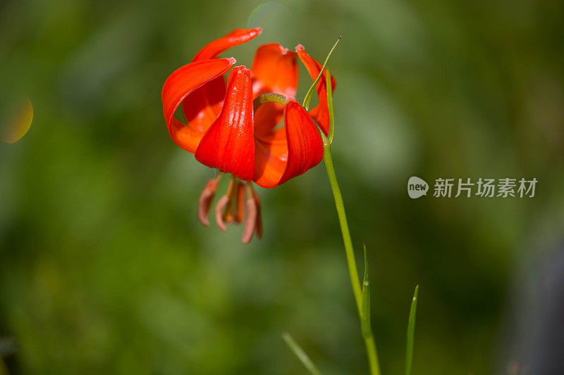 蒙古:野花