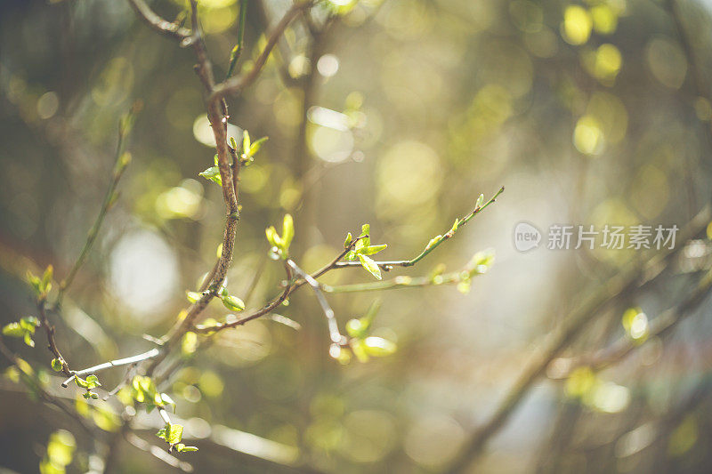 阳光明媚的春天，树枝上的嫩叶