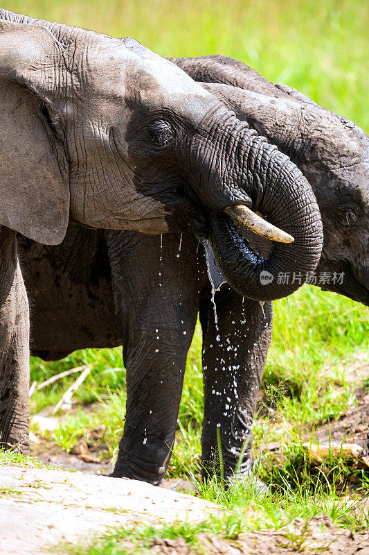 小象和小象在野外饮水