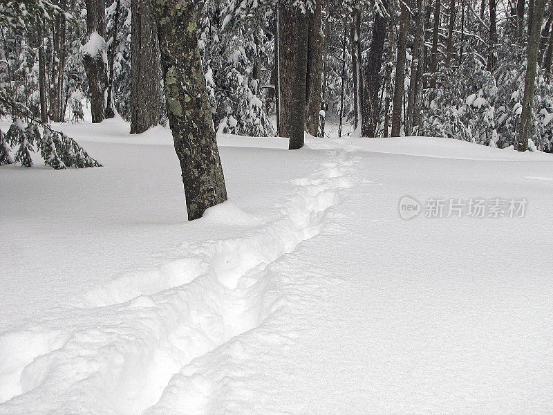 穿越树林的雪道