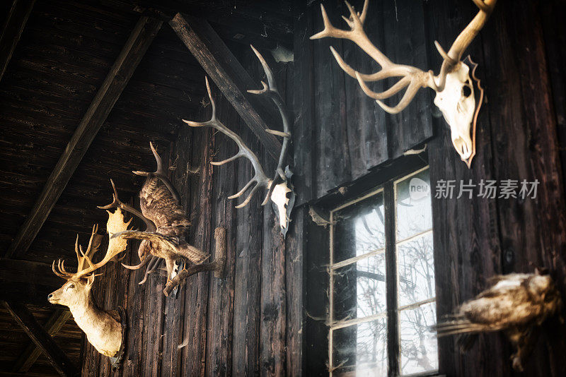 欧洲阿尔卑斯山的猎人小屋，里面有动物的头骨
