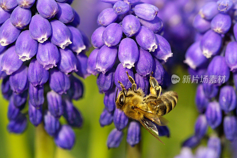 蜜蜂在蓝色的风信子上