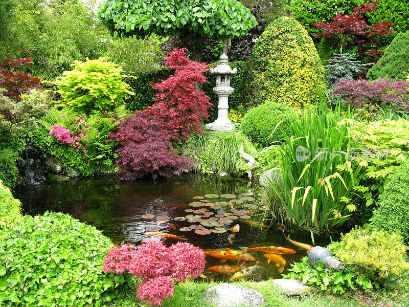 五颜六色的日本花园与锦鲤鱼塘