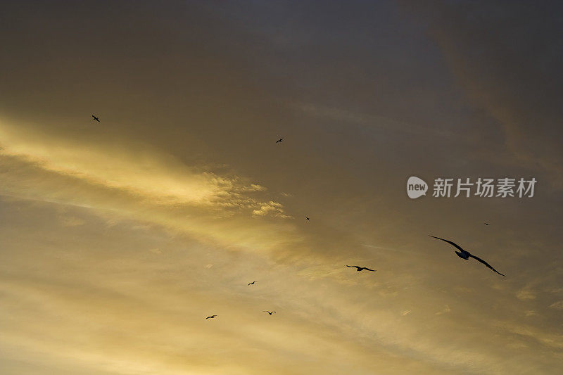 海鸥在日落时分