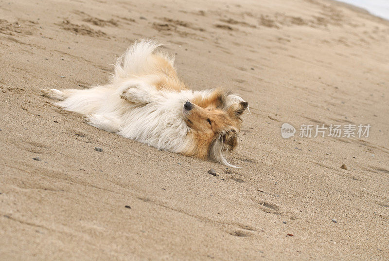 牧羊犬躺在沙滩上